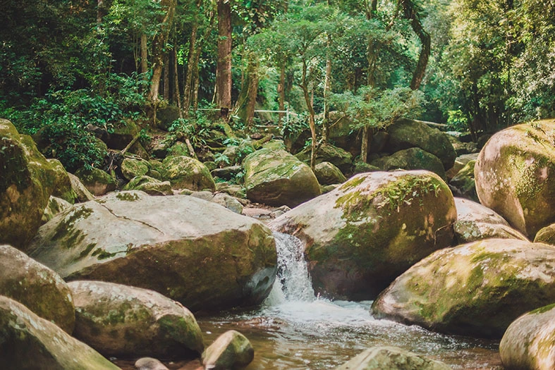 Mata sagrada em Petrópolis